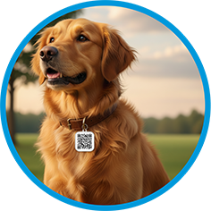 Cachorro usando coleira com QR-Code